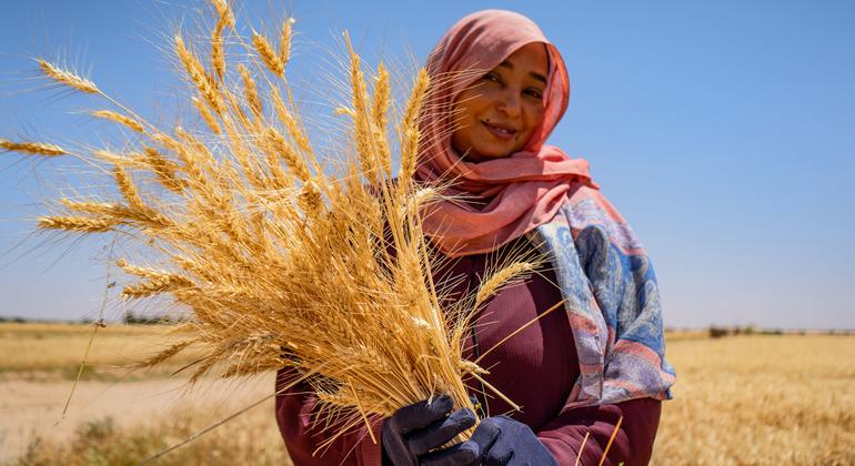 Una mujer que huyó de la violencia en la capital sudanesa, Jartum, muestra el trigo que cultivaba en Al Dabbah, en el norte del país.