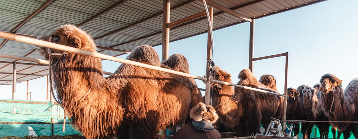 Из-за сокращения пастбищных угодий, вызванного усиливающимися засухами в южной части Гоби, верблюды стали давать меньше молока, что осложняет жизнь скотоводов, для которых этот продукт – источник доходов и пищи.