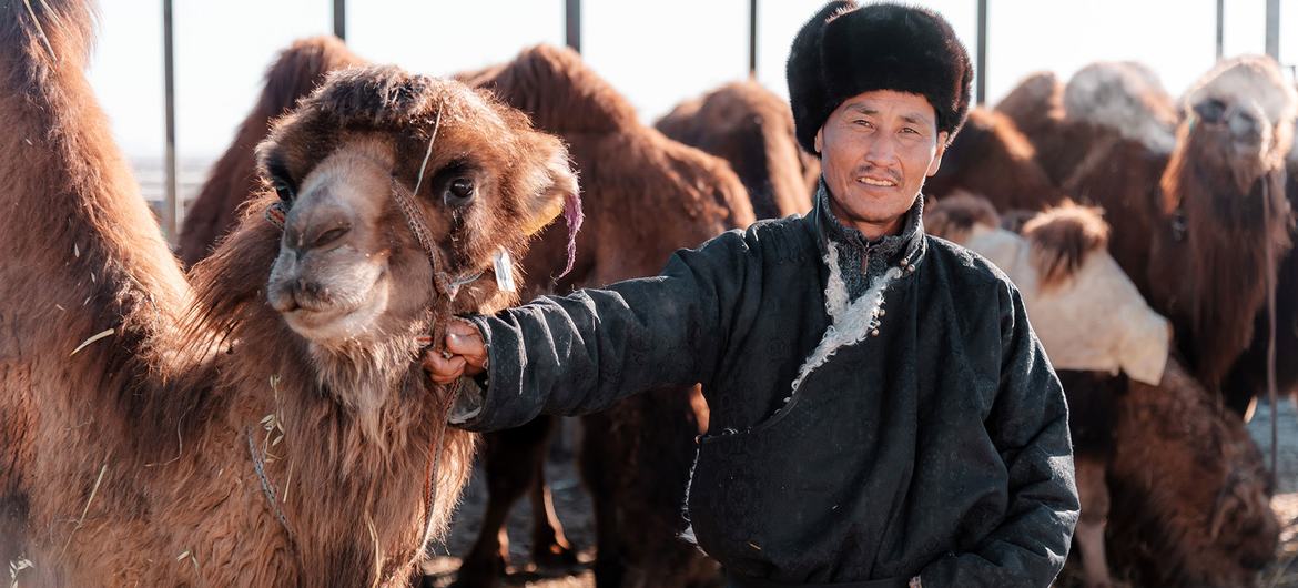 Двугорбые верблюды – бактрианы – основной источник шерсти, молока и доходов для монгольских семей, живущих в суровой пустыне Гоби. 
