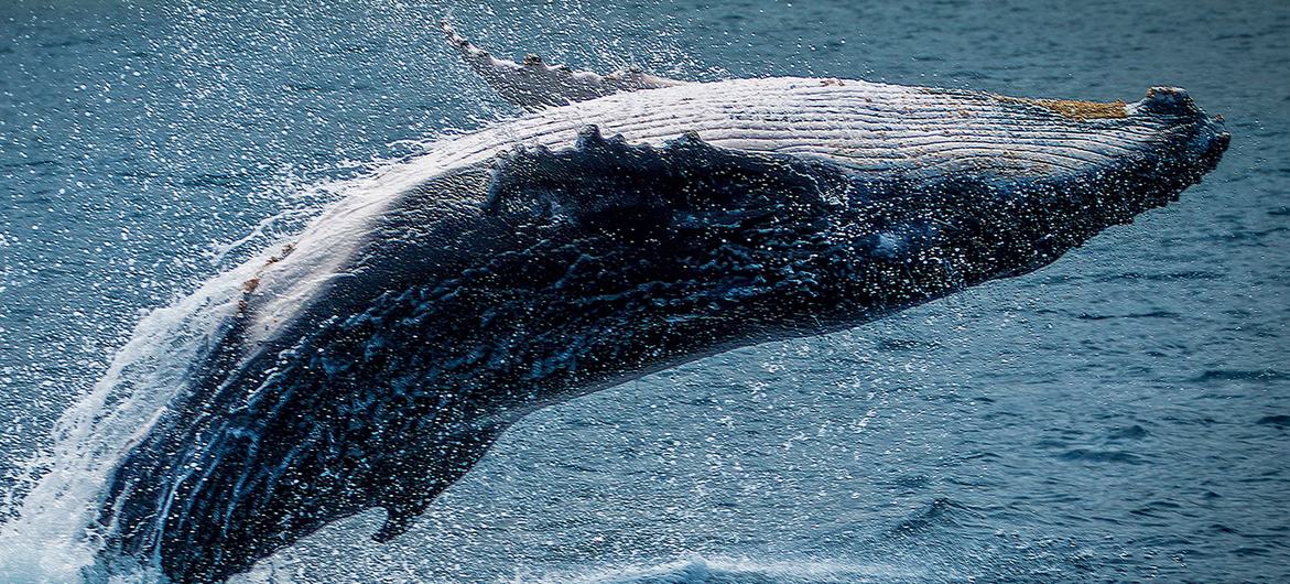 Las ballenas, junto con los delfines, son "aliados del clima", ya que juegan un papel crucial en la capacidad del océano para fijar, almacenar y secuestrar carbono.