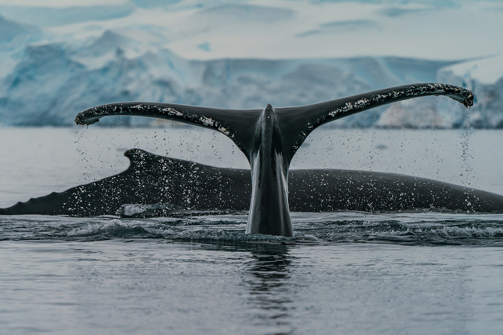 座头鲸在南极洲的一个海湾觅食。