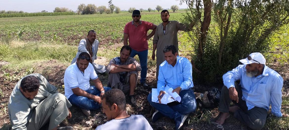 نموذج للحقول التجريبية للمزارعين بمحافظة قنا  بمشروع تحديث نظم الري بمنظمة الفاو في صعيد مصر.