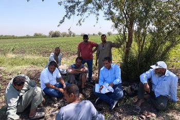 نموذج للحقول التجريبية للمزارعين بمحافظة قنا  بمشروع تحديث نظم الري بمنظمة الفاو في صعيد مصر.