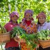 Los pequeños agricultores de Camboya generan ingresos con la venta de sus productos agrícolas.