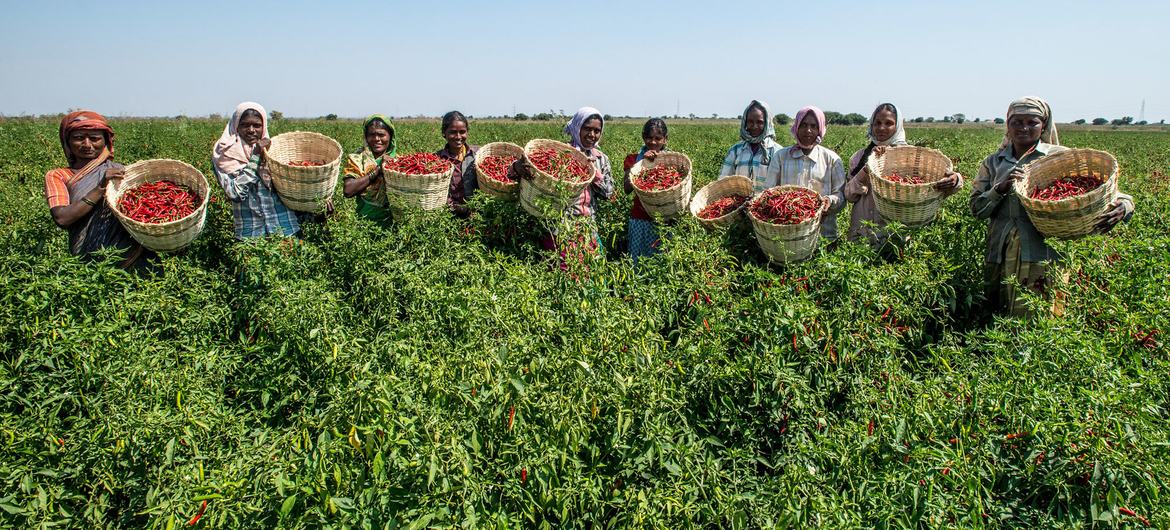 Agricultores colhem pimentas vermelhas em Karnataka, na Índia.