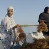 Seaweed farming in Pemba islands is encouraged and supported by the IFAD and GEF project.