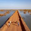 Watu na ng'ombe wakitembea kwenye handaki lililoinuliwa kupitia mandhari iliyofurika huko Bentiu, Sudan Kusini.