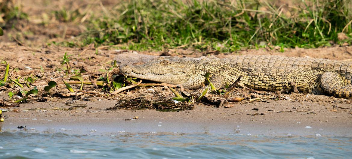 A young Nile crocodile rests on the riverbank by the Kazinga channel in Uganda. A young Nile crocodile rests on the riverbank by the Kazinga channel in Uganda.