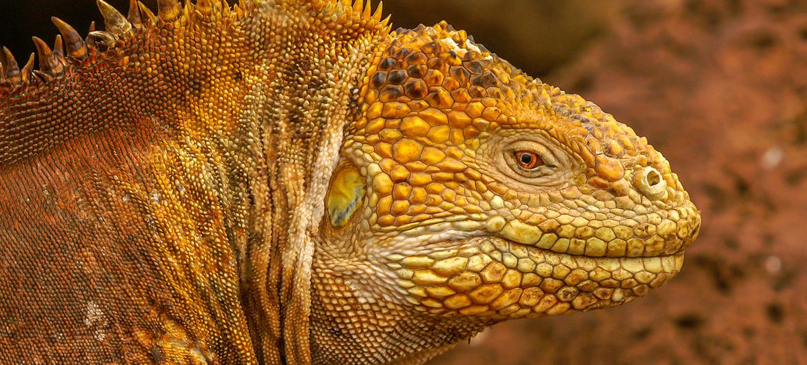 The Galapagos Islands Iguana is a unique species.
