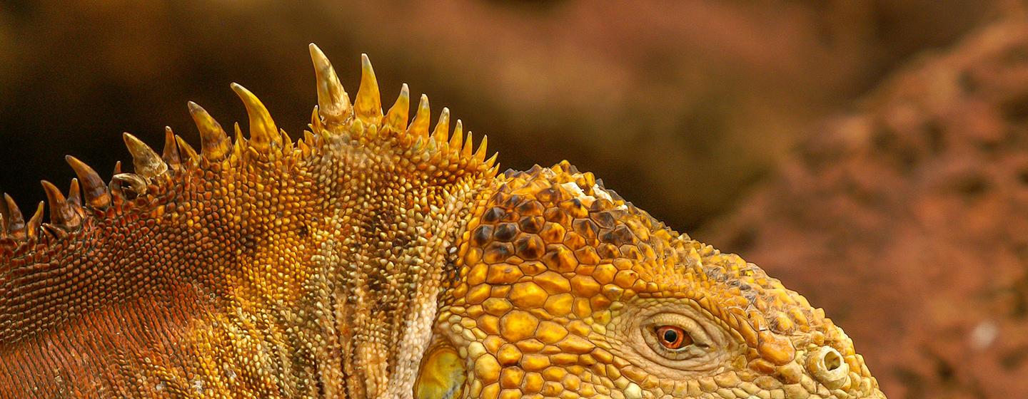 The Galapagos Islands Iguana is a unique species.