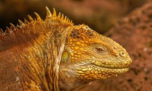 The Galapagos Islands Iguana is a unique species.