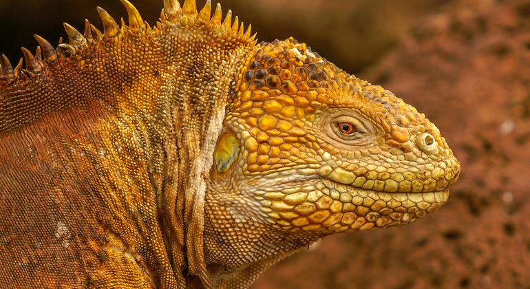 At-risk mountain vipers and iguanas, in rare company at key wildlife talks