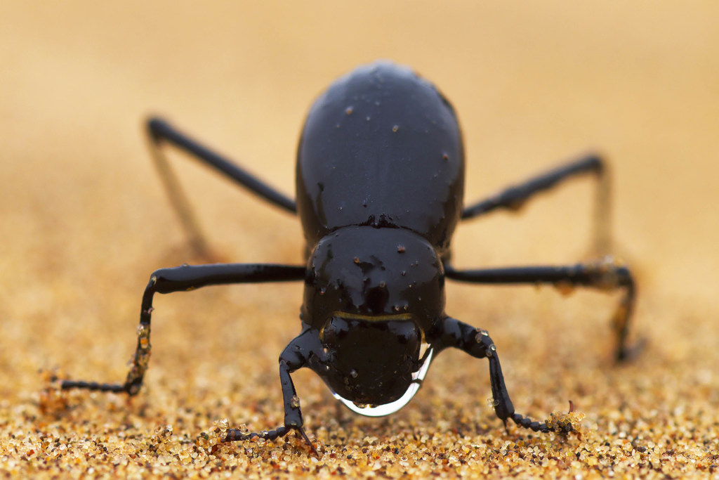 在雾中收集水分的纳米布沙漠甲虫。