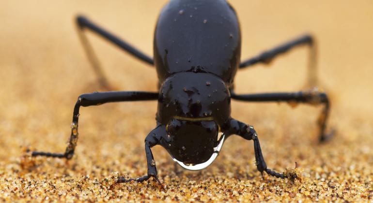 Kumbang Gurun Namib (genus Stenocara) berjemur kabut.  Namibia.