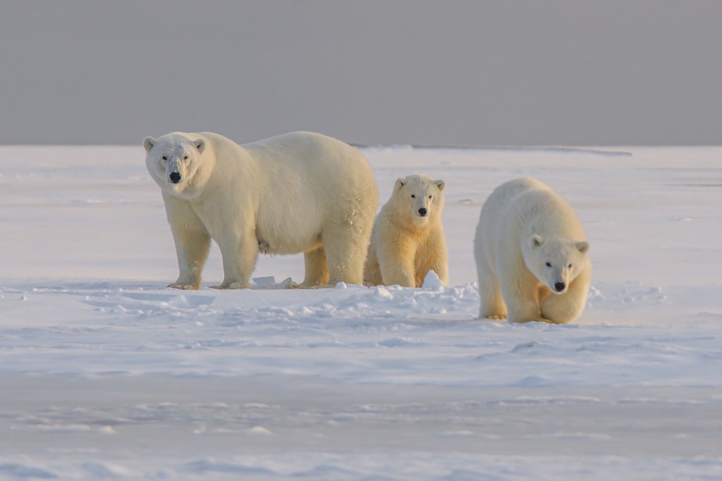 A pesar de tener un nivel de grasa que pondría en peligro la vida de los seres humanos, Los osos polares son inmunes a la diabetes de tipo II.