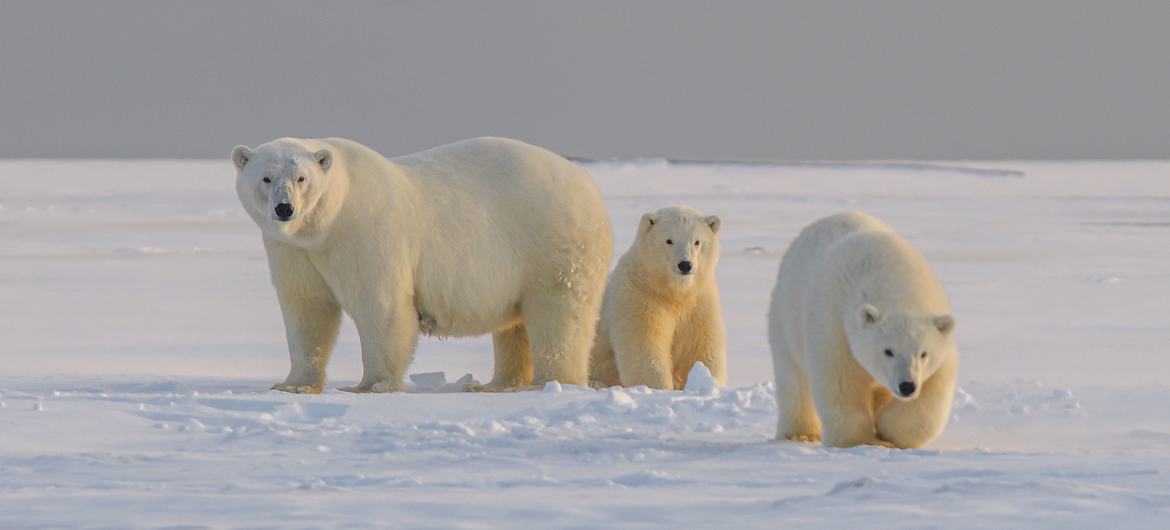 Des ours polaires.