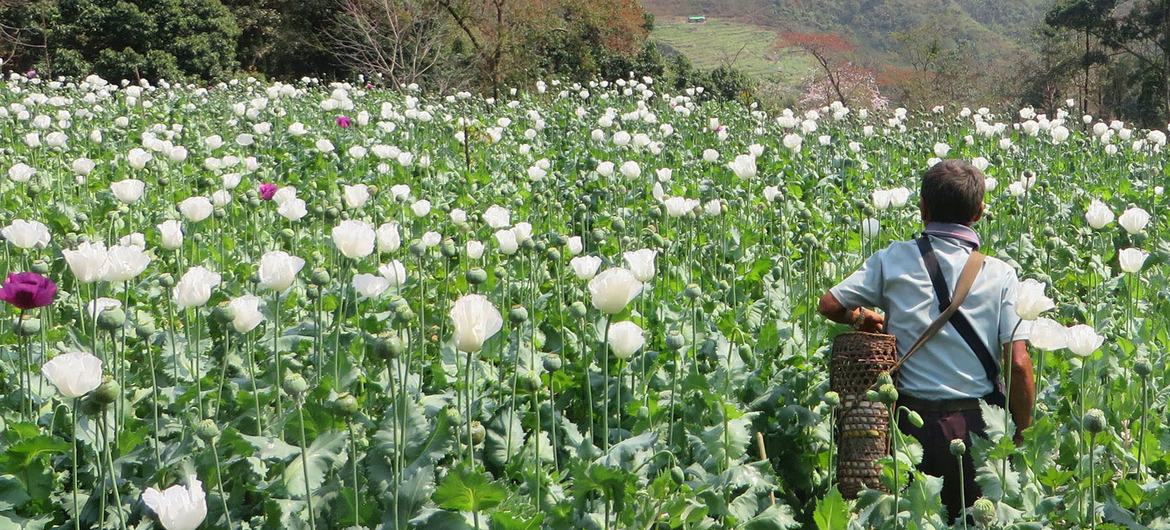 A poppy field in the flowering stage in eastern Shan state, Myanmar.