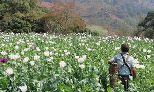 Cultivo de amapolas.