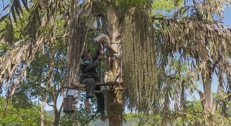 श्रीलंका के ग्रामीण समुदायों में किथुल मदीमा या किथुल कपीमा, किथुल पेड़ से रस निकालने की प्राचीन पारम्परिक विधि है. 
