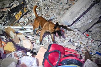В поисково-спасательных работах участвуют десять тысяч человек и 50 собак. 