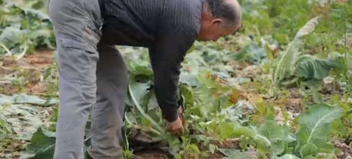 Um agricultor cuida de uma plantação de couve-flor em Jericó, na Cisjordânia.