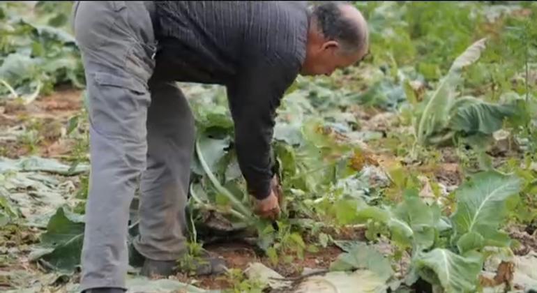 المزارع محمد أبوشوشه من أريحا يعتني بحقل القرنبيط الذي يملكه.