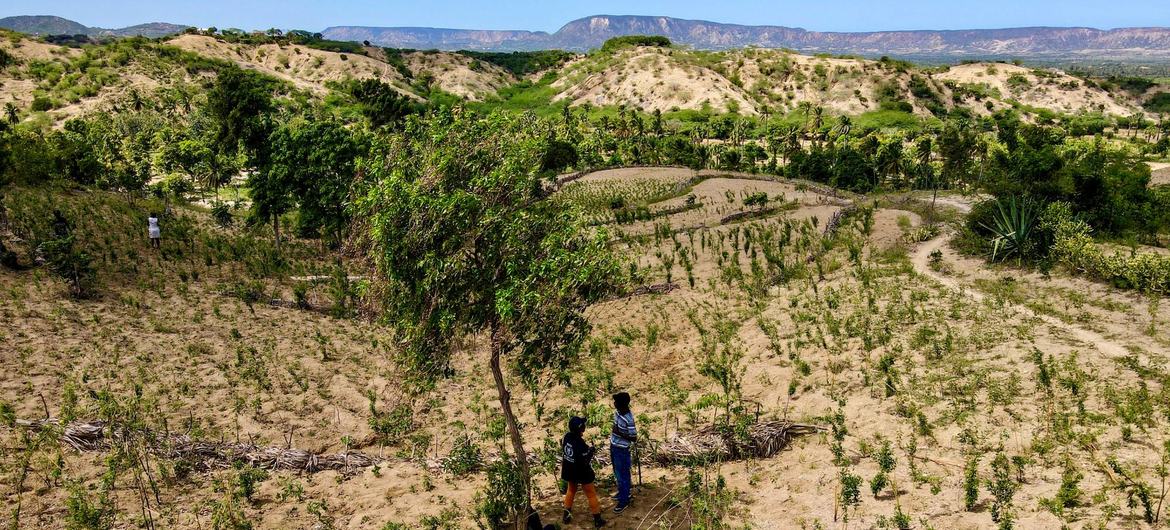 O desmatamento levou à erosão das terras agrícolas no norte do Haiti.
