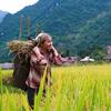 越南的一位农民正在收割庄稼。