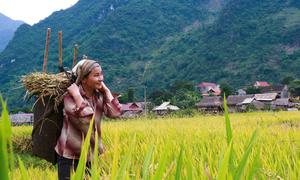 A farmer in Viet Nam harvests her crop.