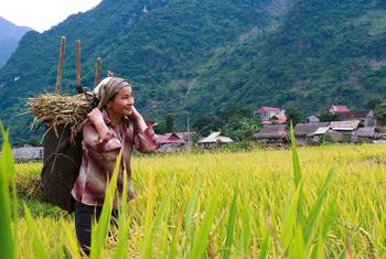 A farmer in Viet Nam harvests her crop.