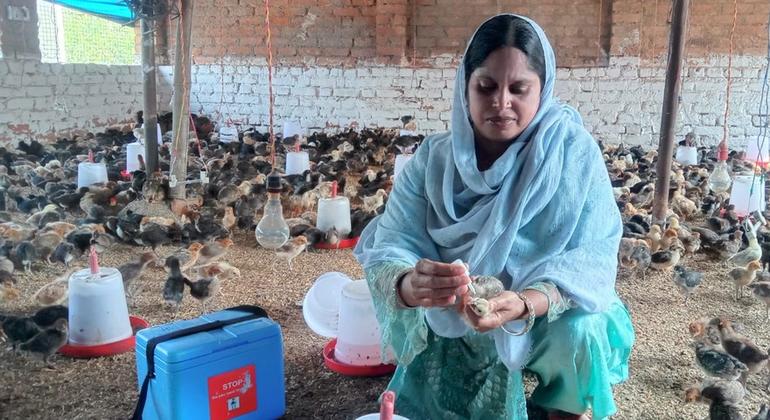  अपने गांव की एक पशु सखी से तीन दिनों तक प्रशिक्षण लेने के बाद, मंजू अब अपने मुर्गी पालन केंद्र को बेहतर ढंग से प्रबंधित कर पा रही हैं.