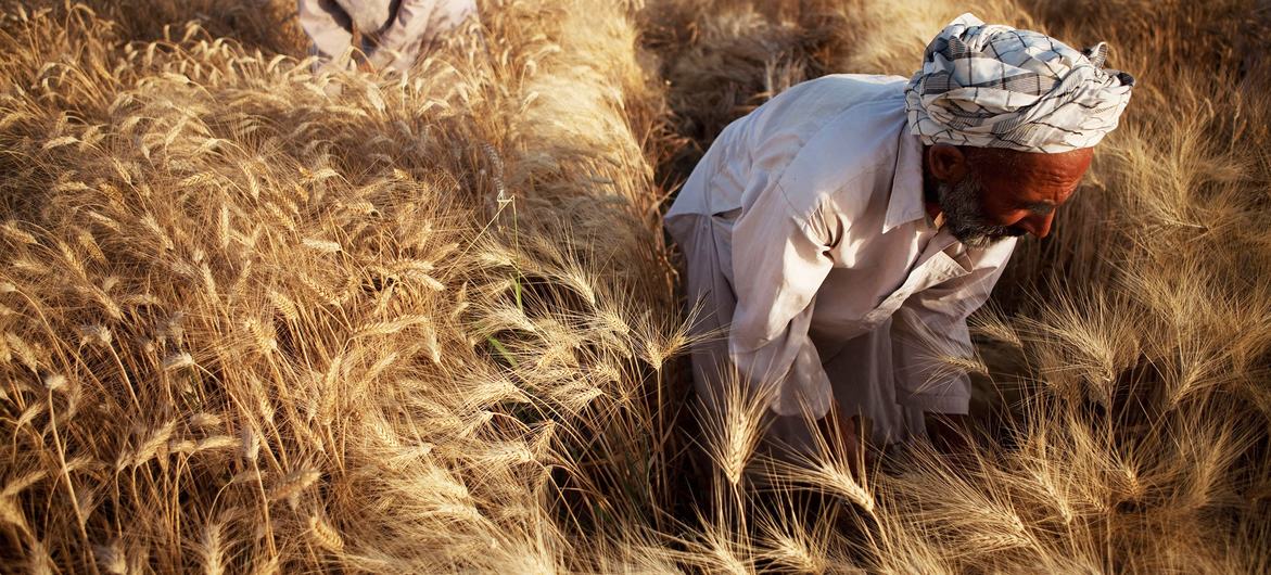 Un champ de blé en Afghanistan.