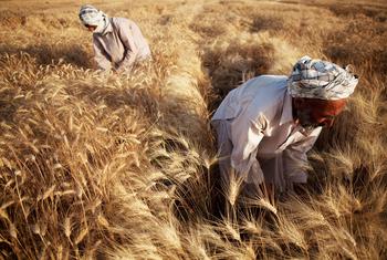 Un champ de blé en Afghanistan.