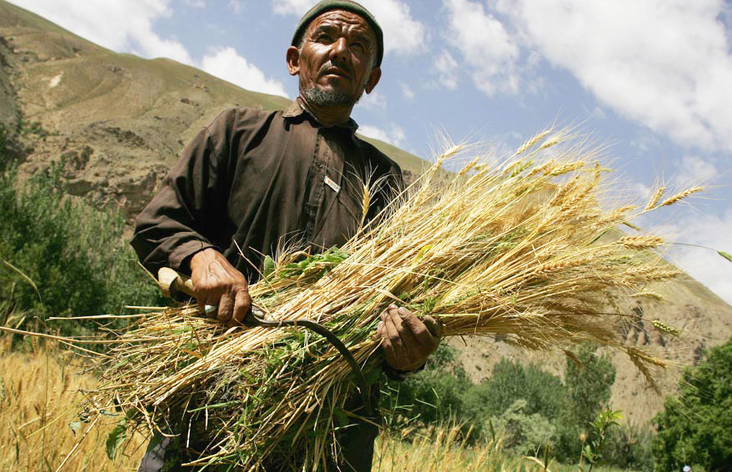 Запасы продовольствия в Афганистане иссякнут еще до того, как будет собран следующий урожай.