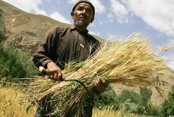 अफ़ग़ानिस्तान में खाद्य व कृषि संगठन (FAO), किसानों को जलवायु परिवर्तन से निपटने के उपाय सिखाकर, पैदावार बढ़ाने में मदद कर रहा है.