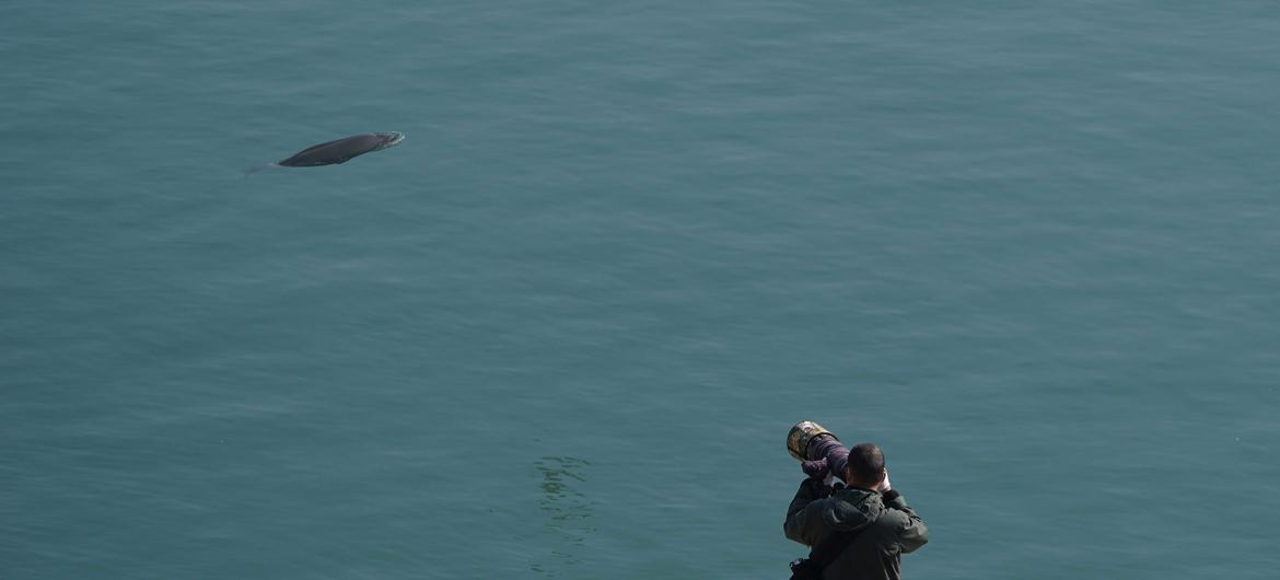 杨河正在江边抓拍一只露出水面的江豚。