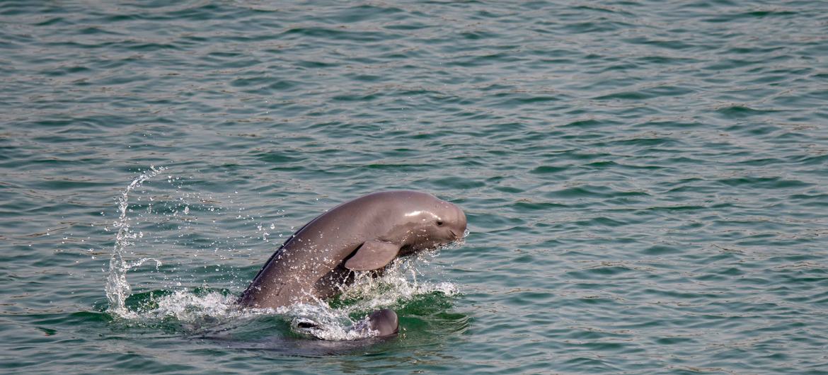 江豚是长江的旗舰物种，在世界自然保护联盟濒危物种红色名录中被列为“极危”级别。（杨河摄影作品）