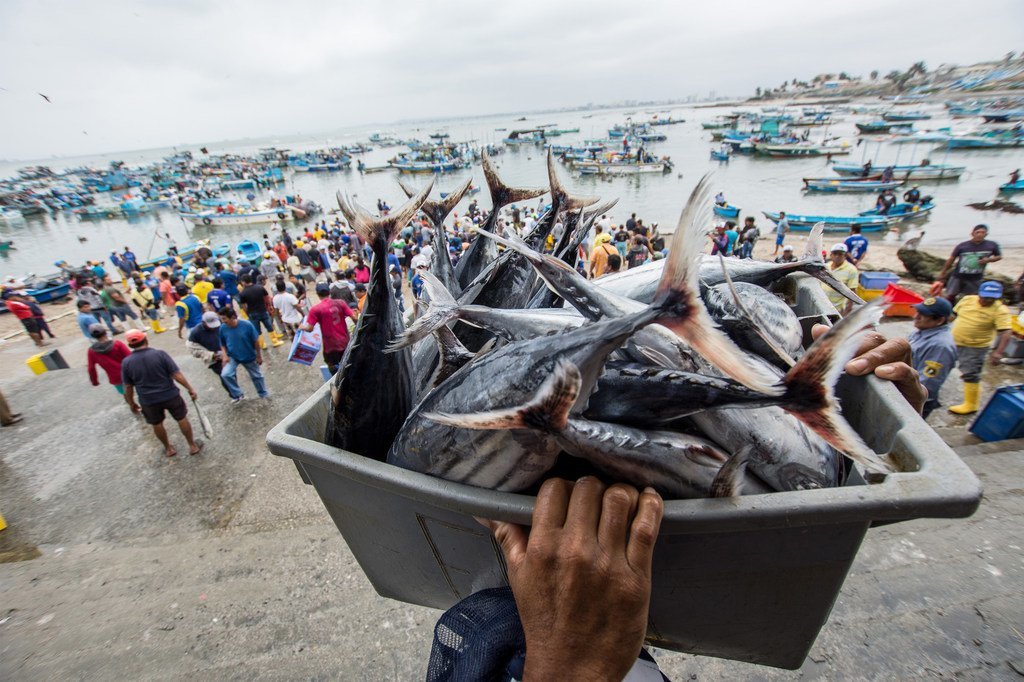 Un pescador transporta una caja de atún recién capturado en la cooperativa pesquera artesanal de Santa Rosa de Salinas, en Ecuador, con un puerto lleno de barcos de pesca al fondo.