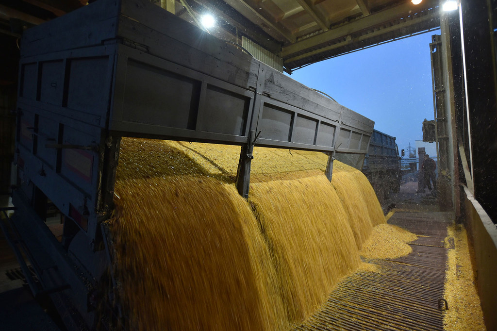 شاحنة تفرغ حبوب الذرة في مصنع لمعالجة الحبوب في سكفيرا، أوكرانيا.