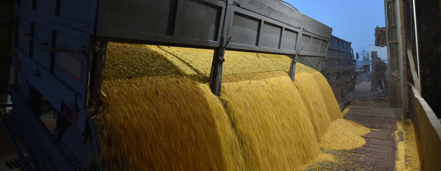 Un camion décharge des grains de maïs dans une usine de traitement des céréales à Skvyra, en Ukraine.