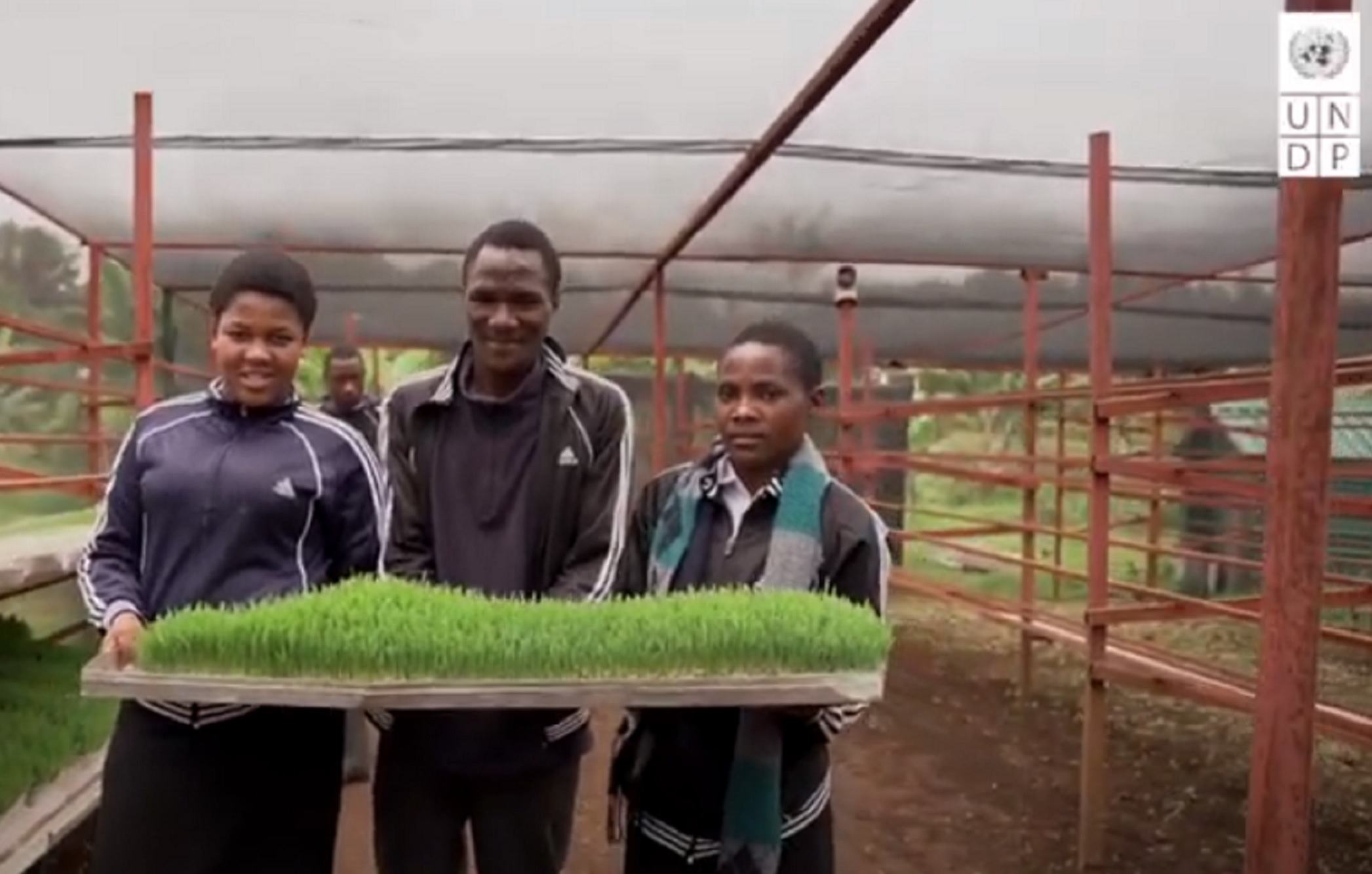 يتعلم الطلاب من مركز التدريب المهني في كيبوشو كيفية القيام بالزراعة المائية، وذلك بفضل برنامج الأمم المتحدة الإنمائي.