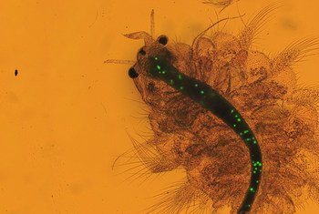 Partículas de microplástico provavelmente confundidas com plâncton aparecem no corpo de um camarão