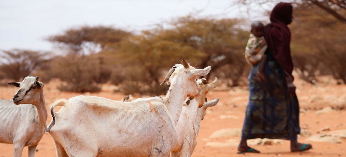 Millions of people in the Horn of Africa are facing food shortages due to the worst drought in 40 years and rising global food costs.