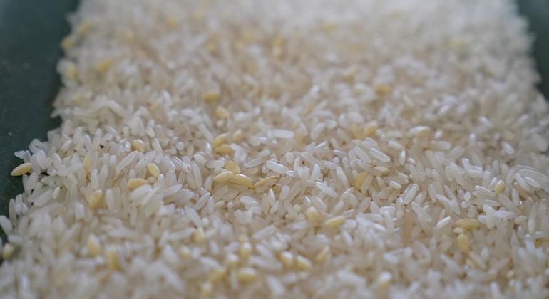 La producción mundial de alimentos alcanza niveles récord, pero persisten los riesgos climáticos y comerciales