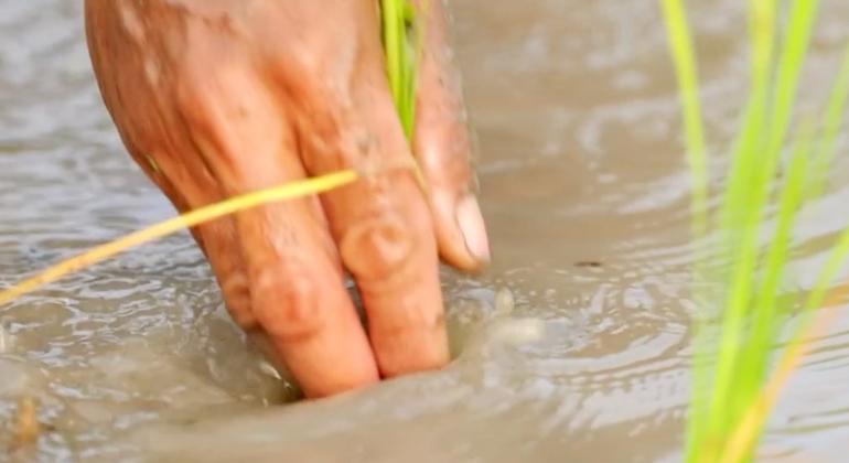 पोषक तत्वों से सुदृढ़ीकरण के सबसे प्रभावशाली नतीजे दुनिया के सबसे अधिक जनसंख्या वाले देश, भारत में दिखाई देते हैं - जहाँ एनीमिया और सूक्ष्म पोषक तत्वों की कमी एक बड़ी चुनौती है.