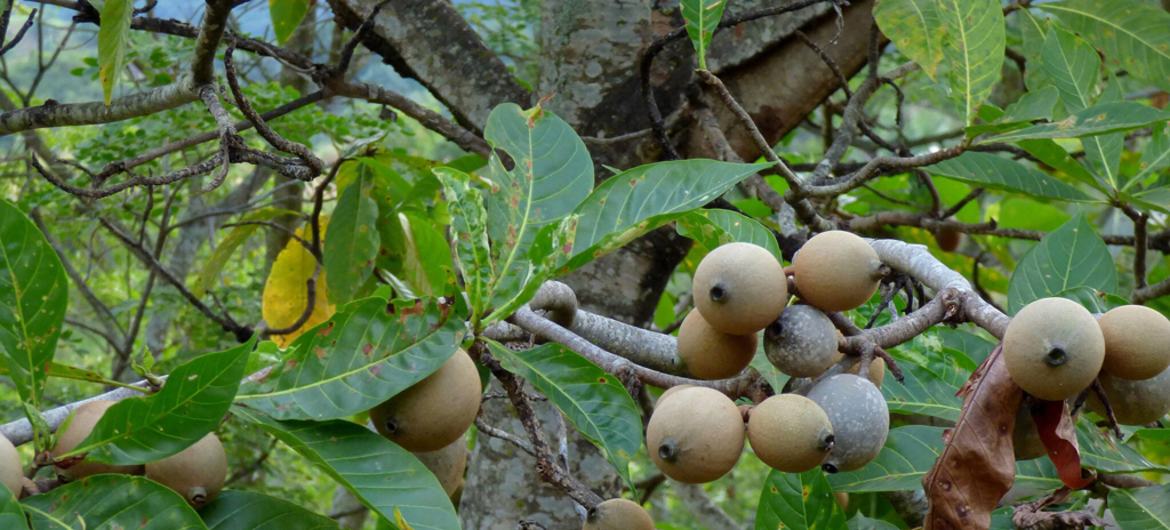 Frutos de nêspera maduros pendurados nos galhos de uma árvore com folhas verdes.