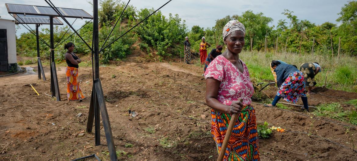 Mulheres trabalham em uma cooperativa agrícola na Zâmbia.