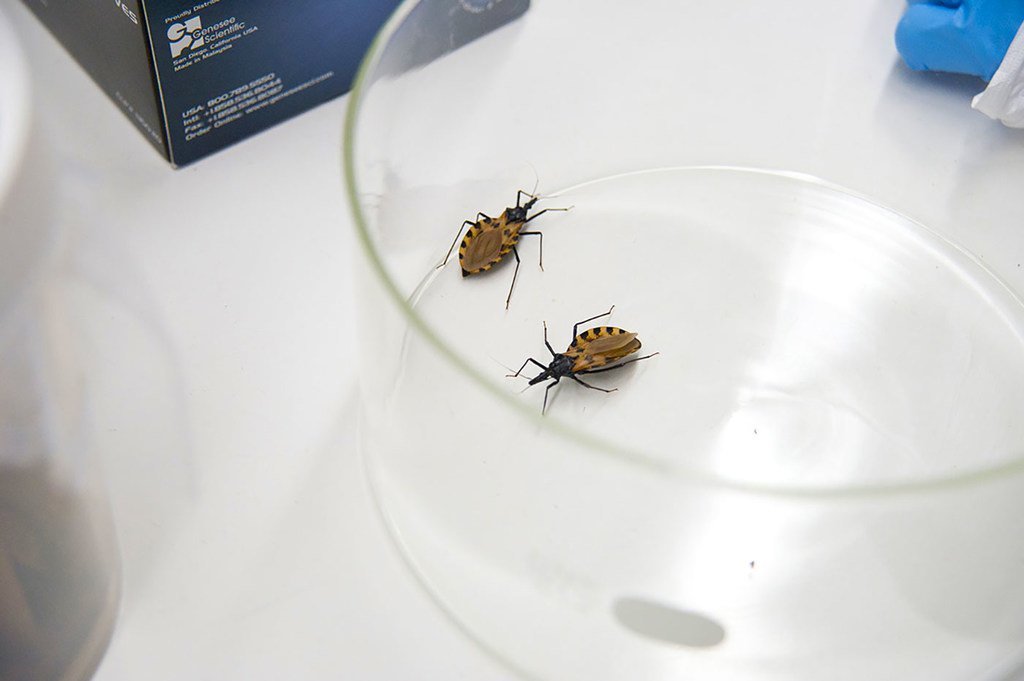 La chinche triotamina, que se encuentra principalmente en América Latina y el sur de EE.UU., causante de la enfermedad de Chagas.