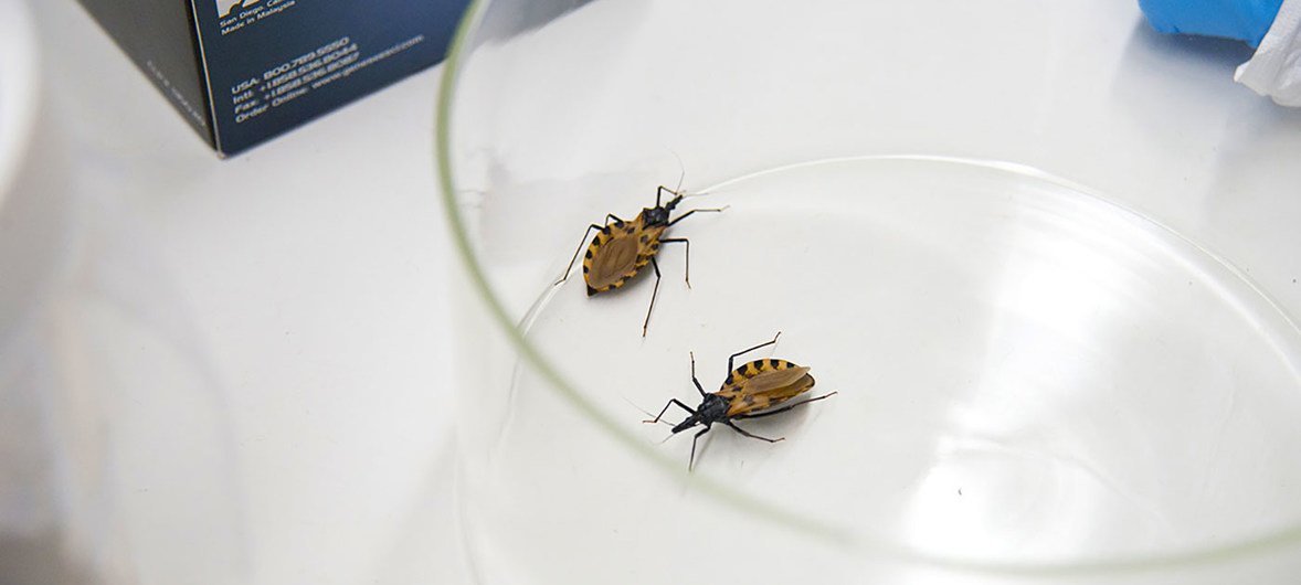 Triatomine bugs, found mainly in Latin American and the southern United States, are known to cause Chagas disease.