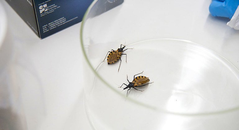 Insetos Triatomíneos, encontrados principalmente na América Latina e no sul dos EUA, são conhecidos por causar a doença de Chagas